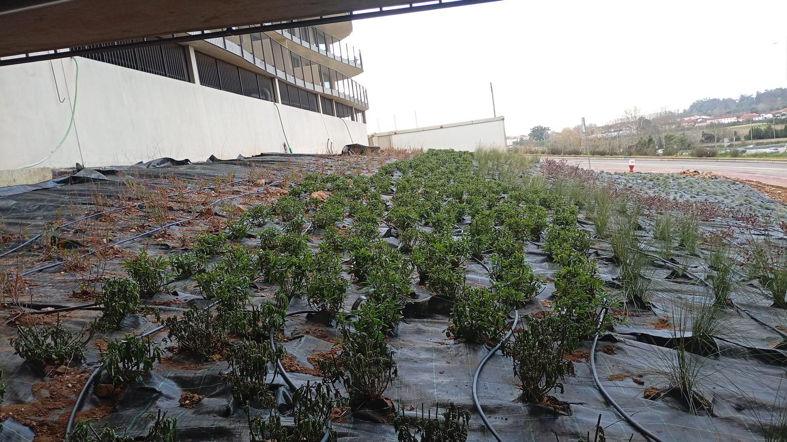 Construção de canteiros com sistema de rega gota a gota